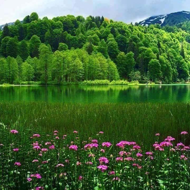 Çiçekli manzara doğa fotoğrafı - Sorcev