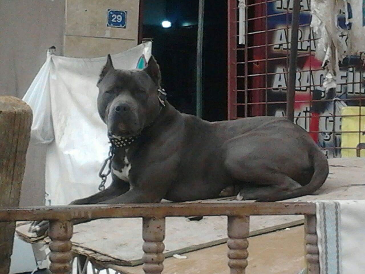 Hayvanlara yapılan eziyet için hukuken ne yapılabilir? Sorcev